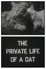 Watch The Private Life of a Cat (Short 1946) Gomovies