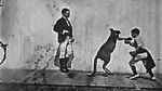 Watch The Boxing Kangaroo (Short 1896) Gomovies