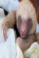 Watch Too Cute! Baby Sloths Gomovies