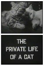 Watch The Private Life of a Cat Gomovies