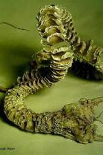 Watch Mongolian Death Worm Gomovies