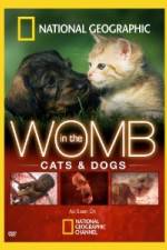 Watch National Geographic In The Womb  Cats Gomovies