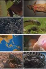 Watch National Geographic Wild : Deadliest Animals Asia Pacific Gomovies