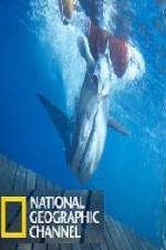Watch National Geographic Shark Men Surfs Up Gomovies