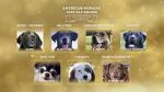 Watch American Humane Hero Dog Awards: 10th Anniversary Celebration (TV Special 2020) Gomovies