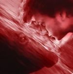 Watch We All Poop: All the Blood Gomovies