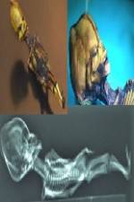 Watch Desert of the Skeletons Gomovies