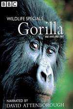 Watch Gorilla Revisited with David Attenborough Gomovies