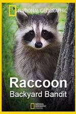 Watch Raccoon: Backyard Bandit Gomovies