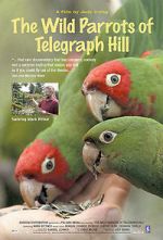 Watch The Wild Parrots of Telegraph Hill Gomovies