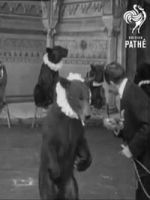 Watch Trained Bears Gomovies