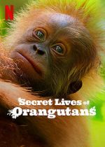 Watch Secret Lives of Orangutans Gomovies