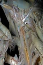 Watch Squids: Love And Death In One Night Gomovies