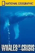 Watch National Geographic: Whales in Crisis Gomovies