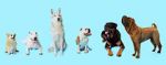 Watch How Dogs Got Their Shapes Gomovies