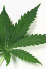 Watch Weed Gomovies