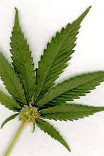 Watch Aphrodisiac! The Sexual Secret Of Marijuana Gomovies