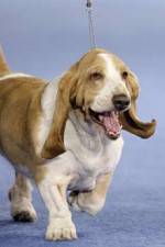 Watch Pedigree Dogs Exposed Gomovies
