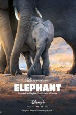 Watch Elephant Gomovies