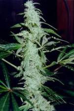 Watch Cannabis Whats The Harm Part 2 Gomovies
