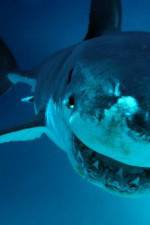 Watch National Geographic. Shark attacks investigated Gomovies