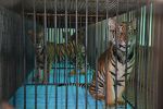Watch The Tiger Mafia Gomovies