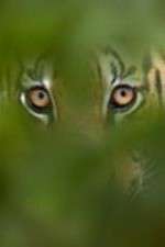 Watch Deadly Instincts Gomovies