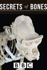 Watch Secrets of Bones Gomovies