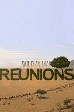 Watch Wild Animal Reunions Gomovies