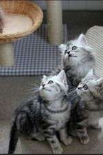 Watch The Secret Life of Kittens Gomovies