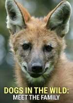 Watch Dogs in the Wild: Meet the Family Gomovies