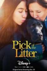 Watch Pick of the Litter Gomovies