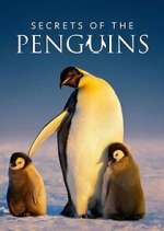 Watch Secrets of the Penguins Gomovies