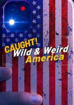 Watch Wild & Weird America Gomovies