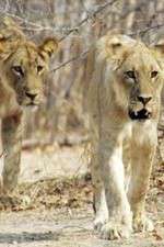 Watch Lion Country: Night and Day Gomovies